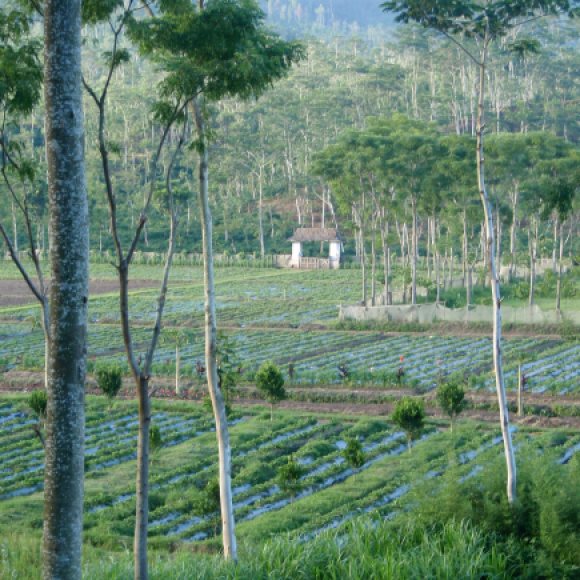 Coffee plantation at Ijen, Java