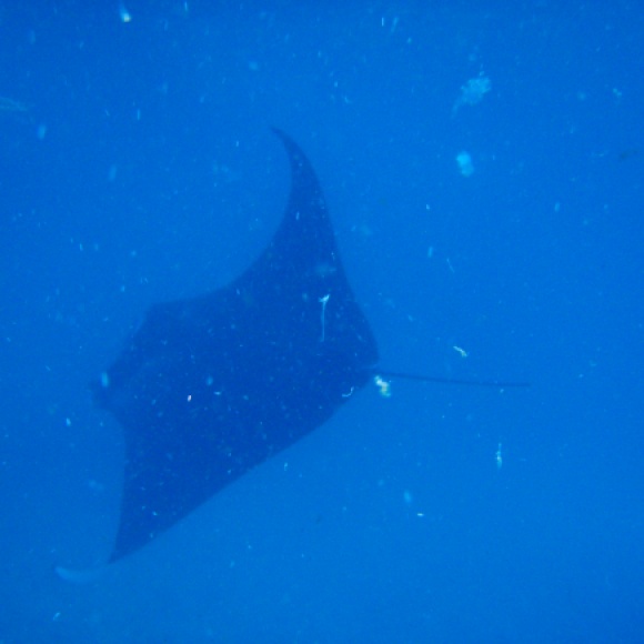 Manta Ray! These guys were HUGE!