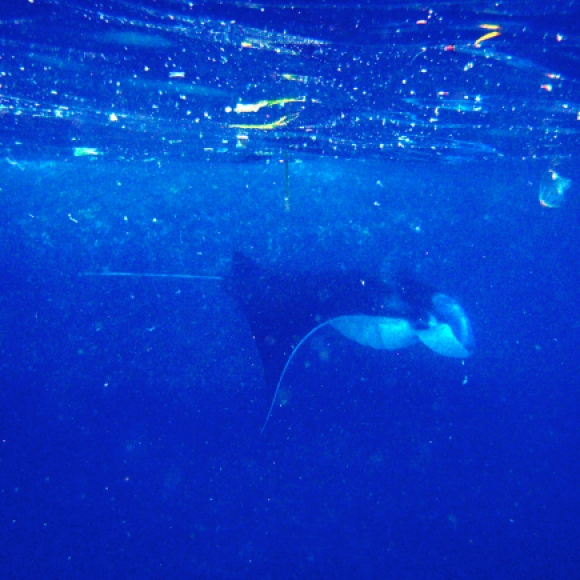 Manta Ray! One of the best parts of my trip!